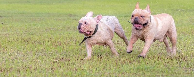怎么训练斗牛犬，着重注意牵引训练