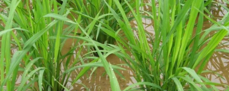 丰优527水稻种子特征特性，5月中旬到6月初播种