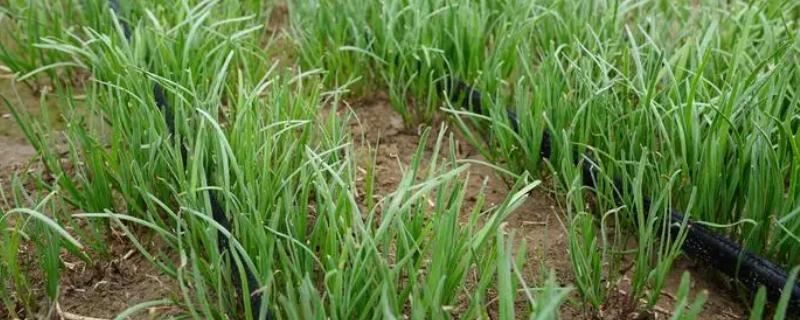 韭菜的种植方法，通常在春季3月下旬至5月上旬进行播种