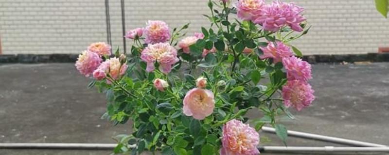 月季病虫害的防治方法，蚜虫一般喷洒吡虫啉