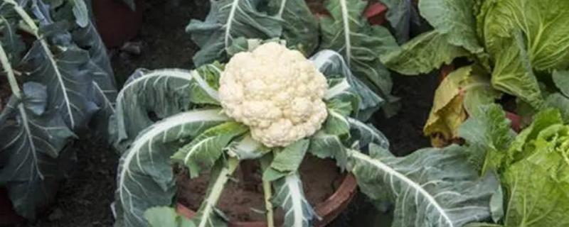 早熟花菜的品种，常见的有珍玉50、德早60等