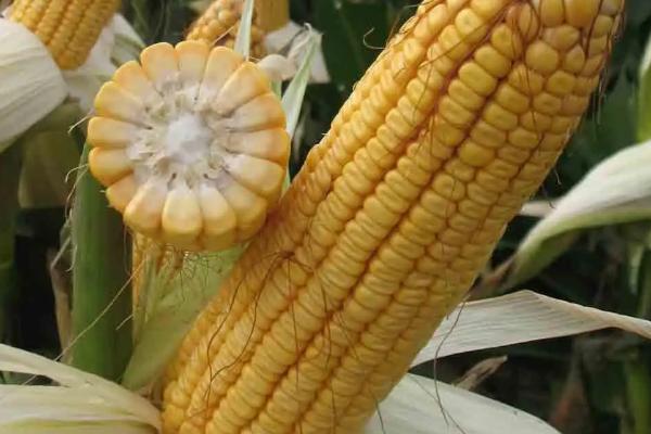 通科8号玉米种子特征特性