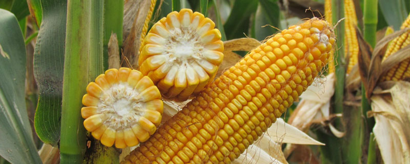 登海11号玉米品种的特性