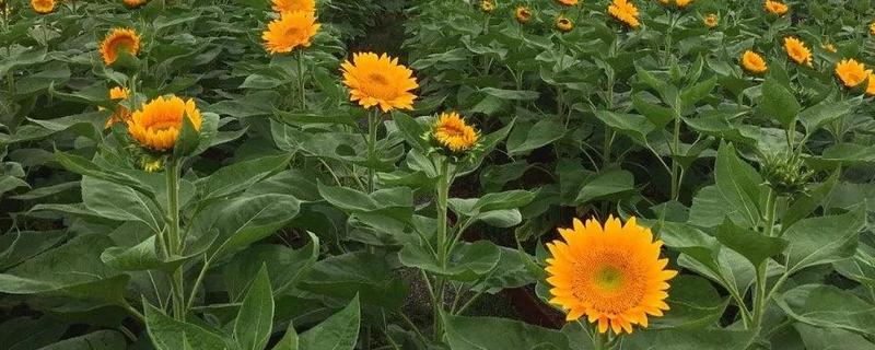 向日葵如何施肥，基肥以腐熟有机肥为主
