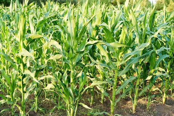 金甜糯3号玉米种子特征特性，高抗丝黑穗病（0.0%HR）