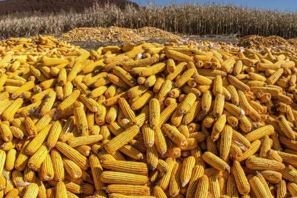 金甜糯3号玉米种子特征特性，高抗丝黑穗病（0.0%HR）