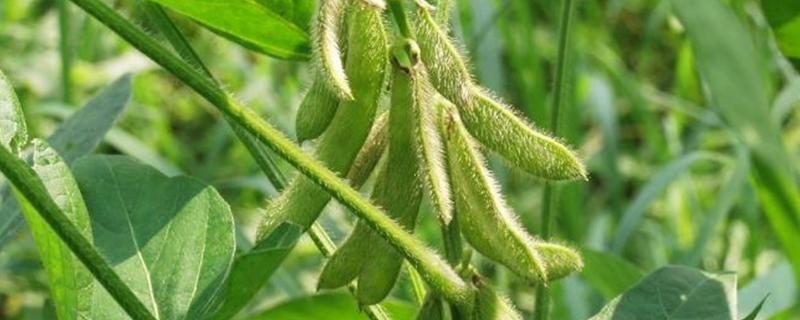 蒙科豆21大豆种子特点，生育期111天