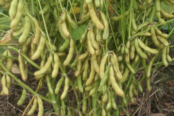 蒙科豆21大豆种子特点，生育期111天
