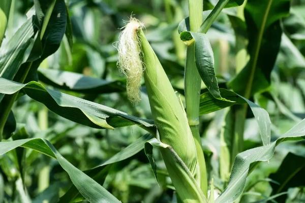 万佳2488玉米品种简介，中抗茎腐病