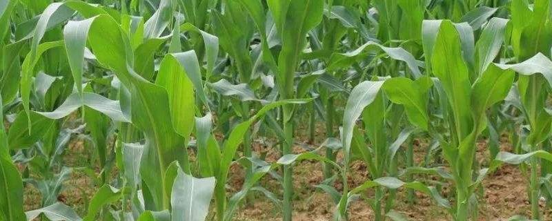 龙科玉621玉米种子特点，在适应区5月5日左右播种