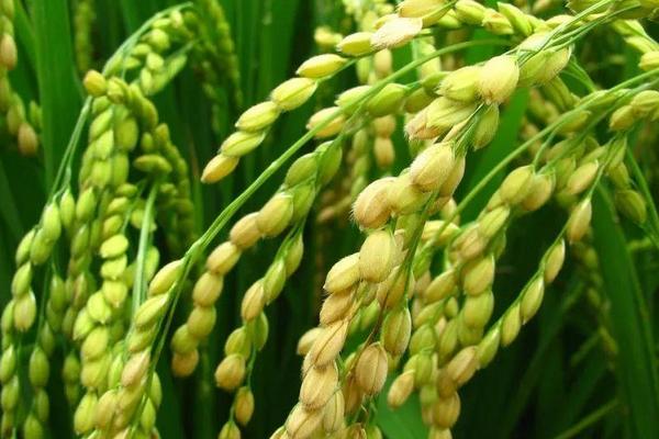 嘉糯优4号水稻种子简介，5月中下旬播种