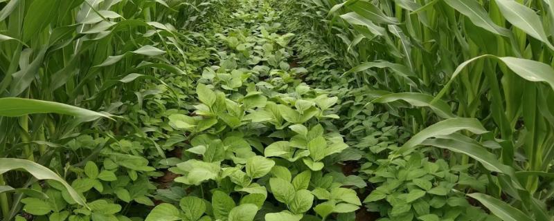 沃豆34大豆品种的特性，选择中等肥力地块种植