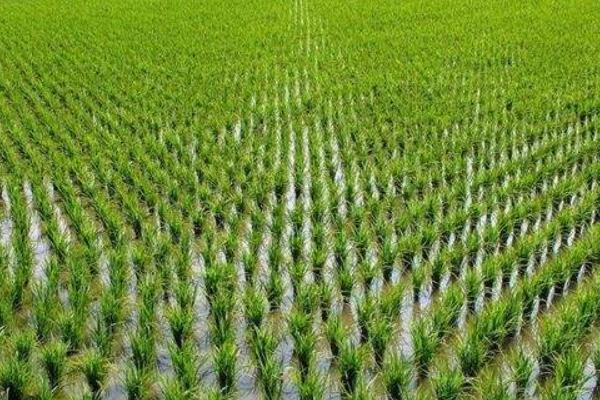 中佳早85水稻种子介绍，该品种株高中等