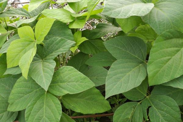 沃豆34大豆品种的特性，选择中等肥力地块种植