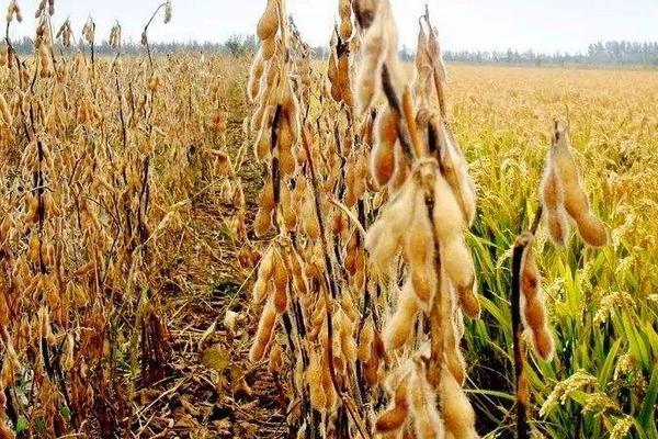 天承3号大豆种子特征特性，在适应区5月上中旬播种