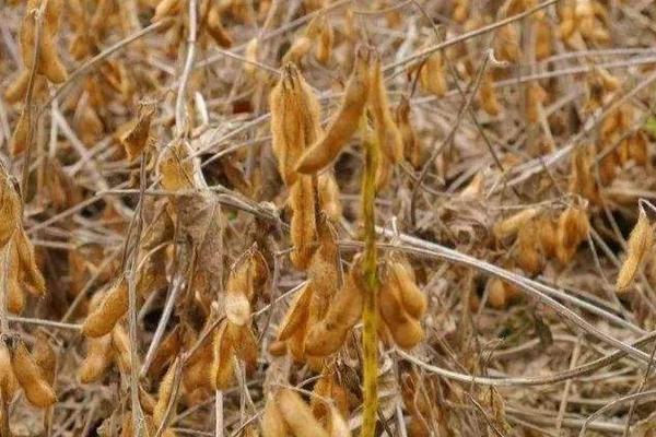 牡豆56大豆种子介绍，该品种亚有限结荚习性