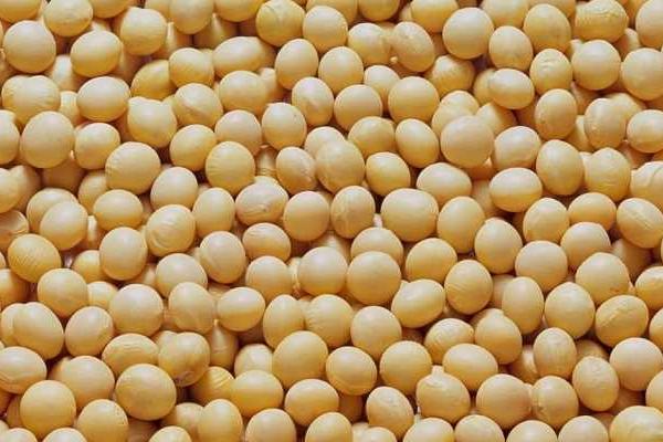 牡豆56大豆种子介绍，该品种亚有限结荚习性