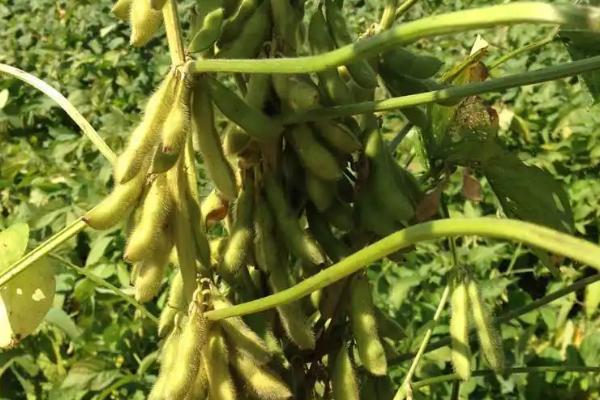 喜农7号大豆品种简介，选择中等肥力地块种植