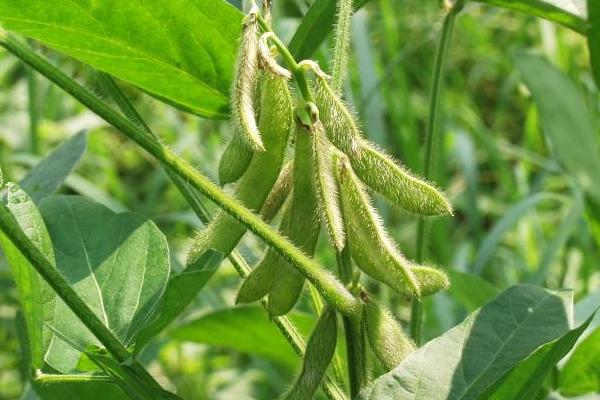 喜农7号大豆品种简介，选择中等肥力地块种植