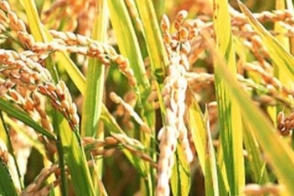 泸优2025水稻种子特征特性，一般6月中旬左右播种