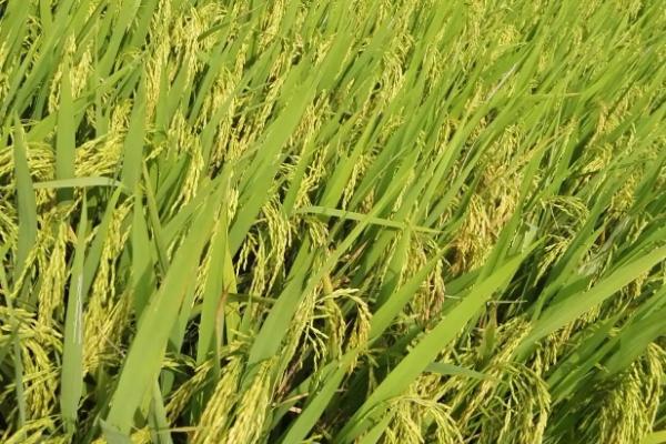 泸优2025水稻种子特征特性，一般6月中旬左右播种