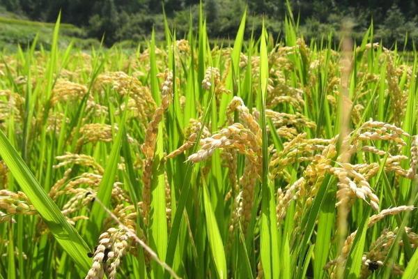 野香优653水稻种子特征特性，秧田播种量每亩10千克