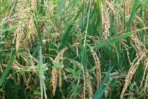 福泰优756水稻品种简介，一般6月中下旬播种