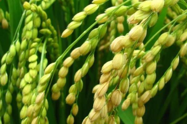 福泰优756水稻品种简介，一般6月中下旬播种