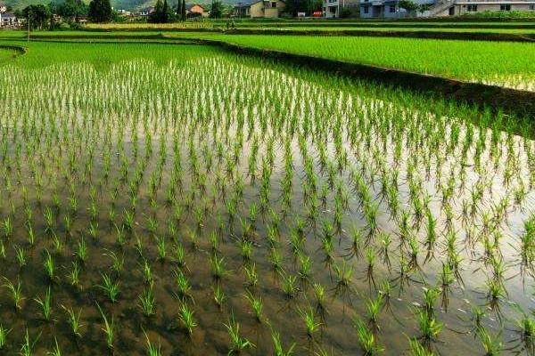 野香优653水稻种子特征特性，秧田播种量每亩10千克