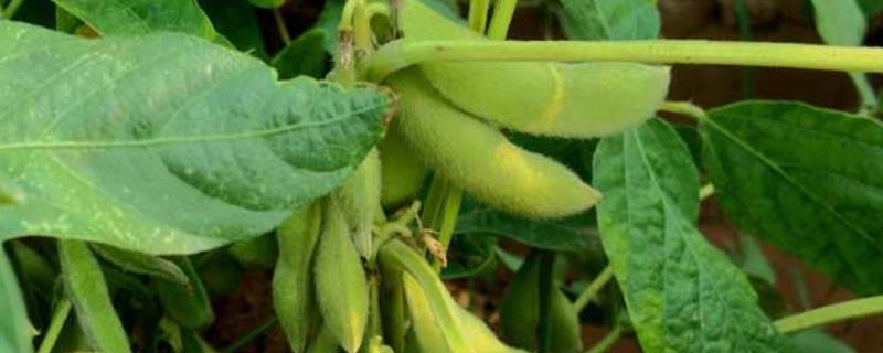 俊豆9号大豆种子特点，高抗花叶病毒7号株系