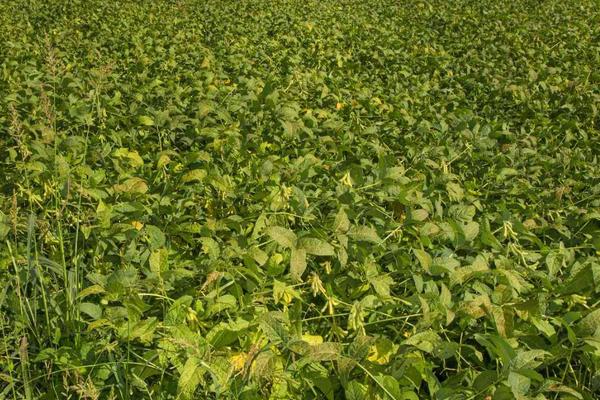 俊豆9号大豆种子特点，高抗花叶病毒7号株系