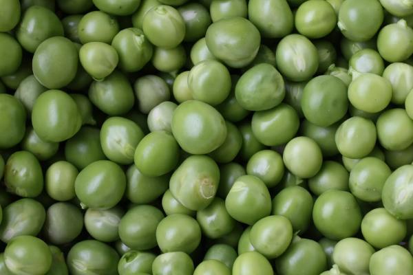 俊豆9号大豆种子特点，高抗花叶病毒7号株系