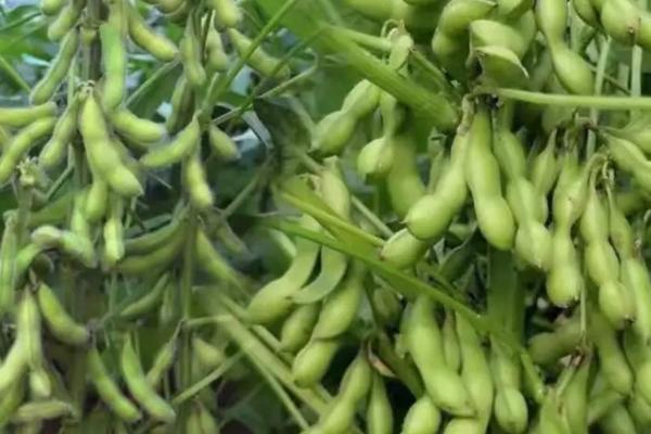 圣冠1号大豆品种简介，适宜播期为6月上中旬