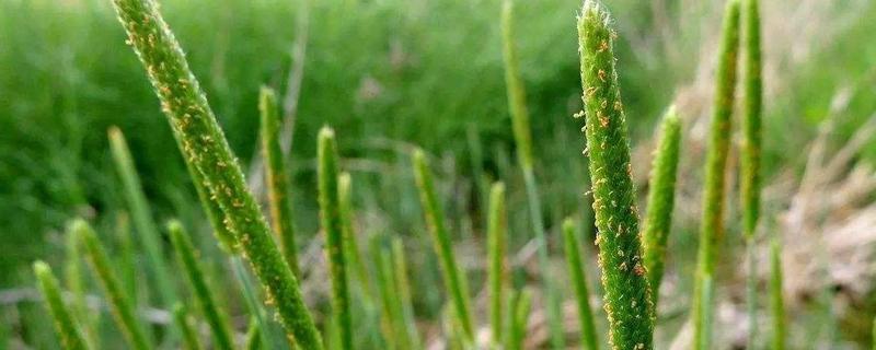 隆育919小麦品种的特性，每亩适宜基本苗15～18万