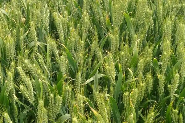 轮选198小麦种子特征特性，每亩适宜基本苗18～22万