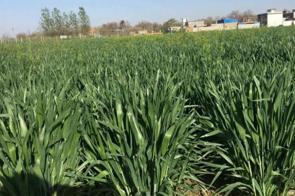 盛麦源869小麦品种简介，适宜播种期10月上中旬