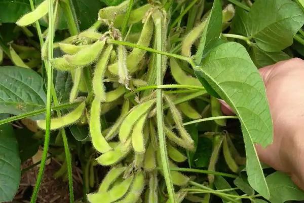 濮豆756大豆种子特征特性，生育期96.2天