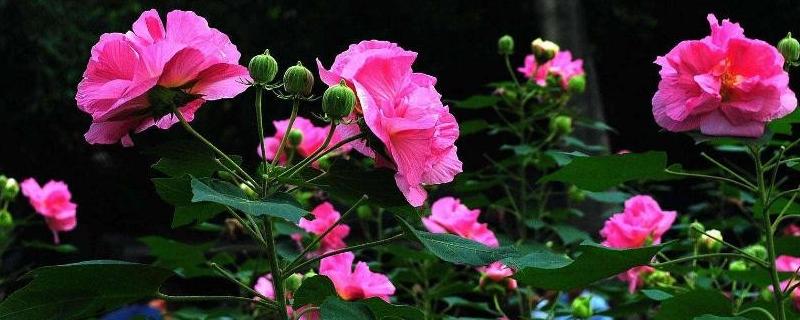 芙蓉花有何特点，清晨和傍晚的颜色不同