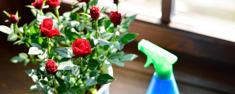 玫瑰花的养殖方法，养殖温度不能低于20℃