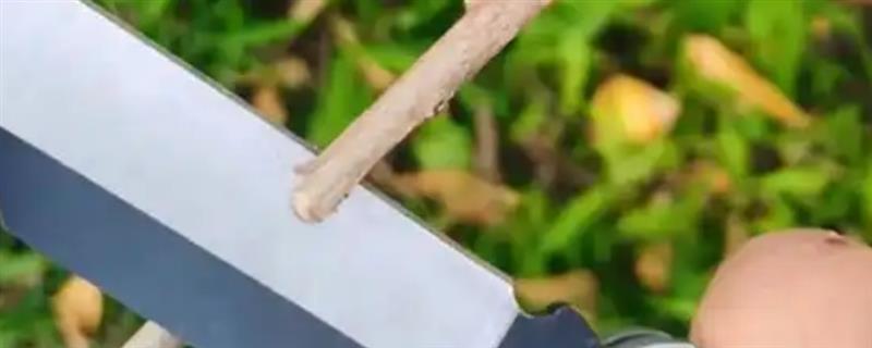 用哪种刀嫁接果树，通常选择专业的嫁接刀