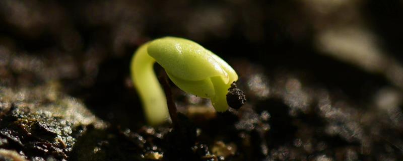 怎么种绣球花种子，喜温暖、湿润和半阴环境
