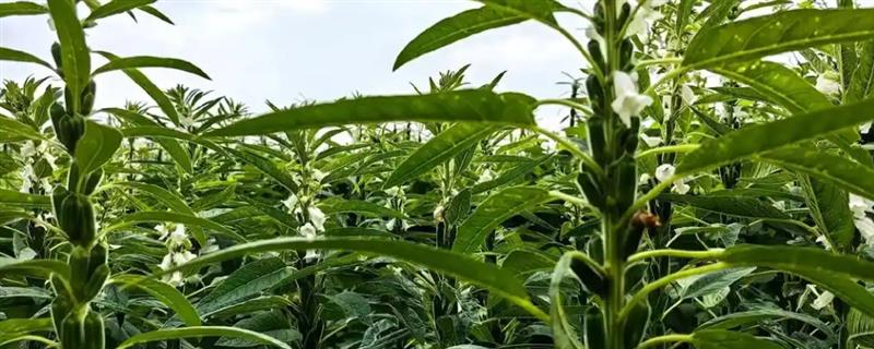 高产优质的芝麻品种，常见的有中芝13、中芝78等