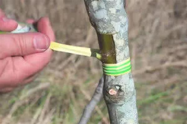 用哪种刀嫁接果树，通常选择专业的嫁接刀