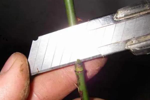 用哪种刀嫁接果树，通常选择专业的嫁接刀