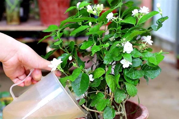 如何使茉莉花多开花，需要及时重剪更新