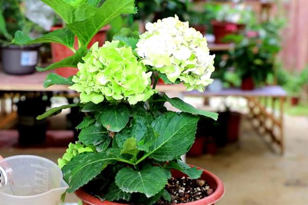 怎么种绣球花种子，喜温暖、湿润和半阴环境