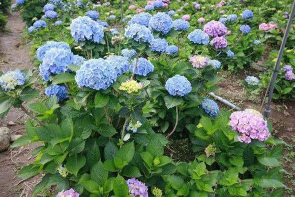 怎么种绣球花种子，喜温暖、湿润和半阴环境