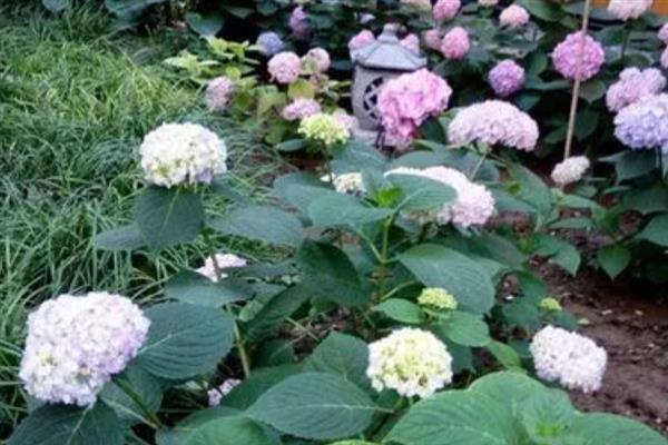 怎么种绣球花种子，喜温暖、湿润和半阴环境