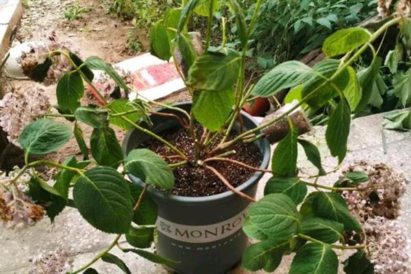 怎么种绣球花种子，喜温暖、湿润和半阴环境