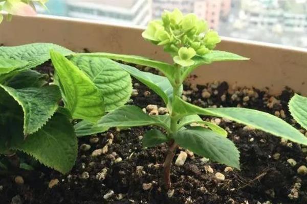 怎么种绣球花种子，喜温暖、湿润和半阴环境